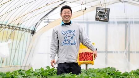 【2026年 先行予約】【定期コース】厳選いちご ４パック×3回【第3水曜発送】（茨城県共通返礼品／常陸太田市） 2026年1月発送開始 フルーツ 苺 イチゴ いちご 新鮮 朝採れ 茨城県 桧山FRU