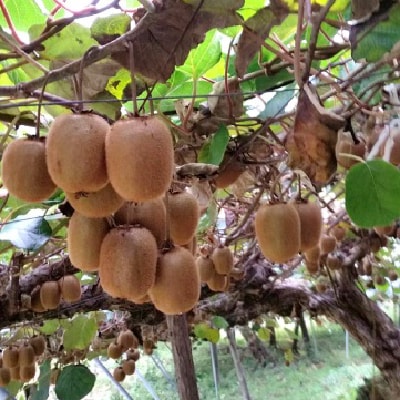 【2026年度発送分】富有柿とキウイフルーツの詰合せ