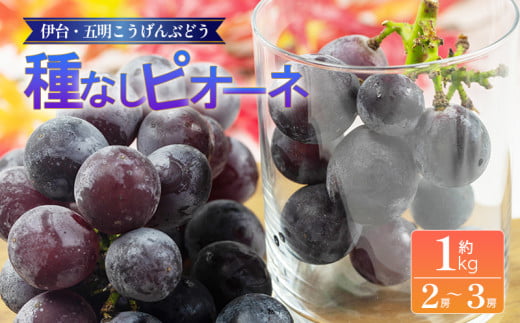 種なしピオーネ 約1kg | ピオーネ ぶどう ブドウ フルーツ 果物 くだもの 冷蔵 期間限定 伊台五明こうげんぶどう 愛媛県 松山市 ベジろう 送料無料