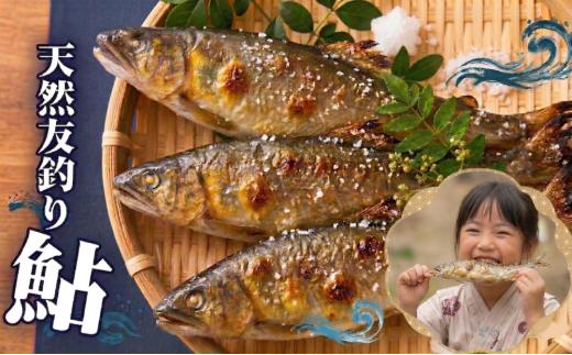 【先行受付】令和8年度産 鮎 約600g