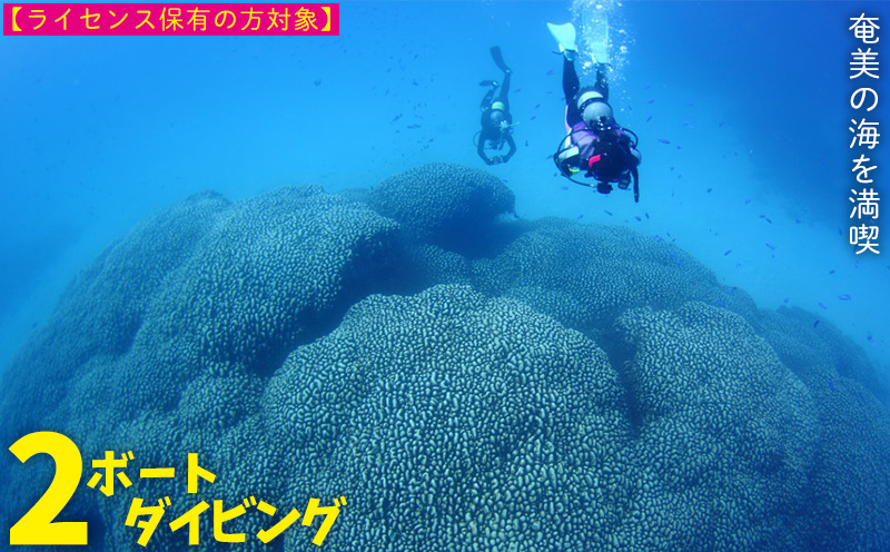 奄美の海を満喫　2ボートダイビング【ライセンス保有の方対象】 鹿児島県 奄美群島 奄美大島 龍郷町 ふるさと納税 ダイビング ファンダイビング 2ボート Cカード保有者向け マリンスポーツ アウトドア 体験 レジャー 南国 海 サンゴ ウミガメ 熱帯魚 水中写真 癒し