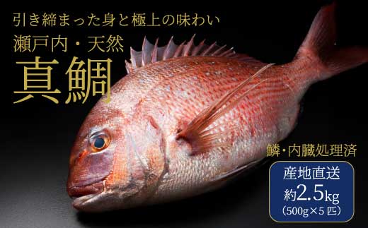 瀬戸内産 天然鯛 約2.5kg（500g×5匹/鱗・内臓処理） 鯛 天然鯛 真鯛 天然 鮮魚 下処理済 瀬戸内 広島県 三原市 154006