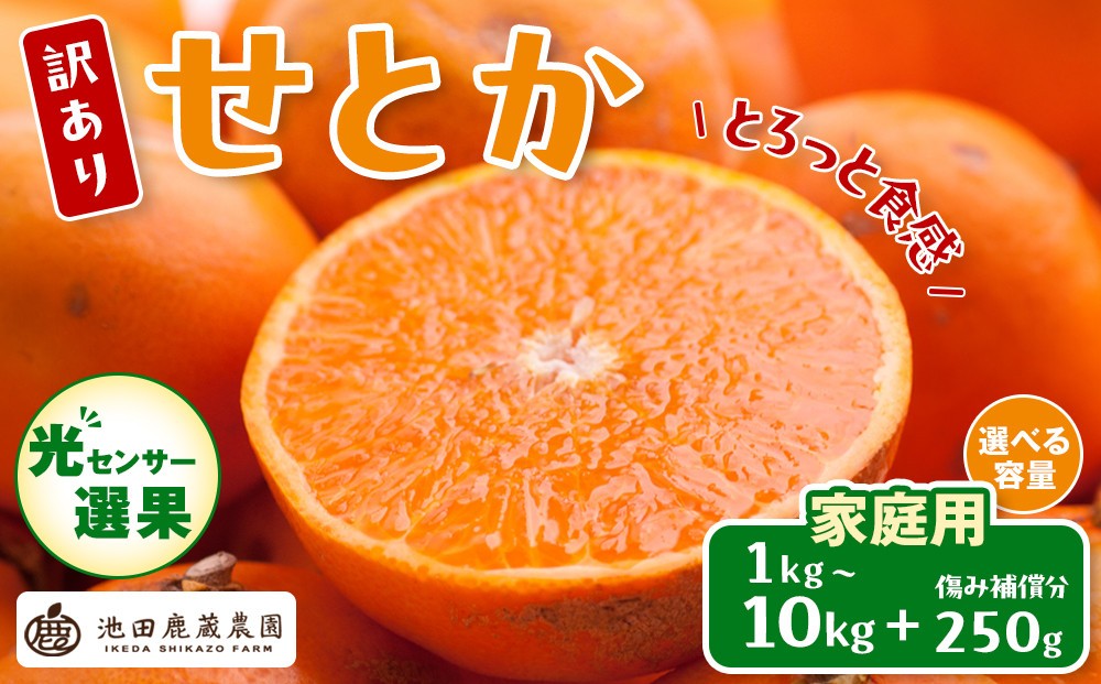 
                  【選べる容量】先行予約 家庭用 せとか 1～10kg+250g（傷み補償分）［柑橘・春みかんの王様］［わけあり・訳あり］［光センサー選果・食べ頃出荷］［IKE63］
                