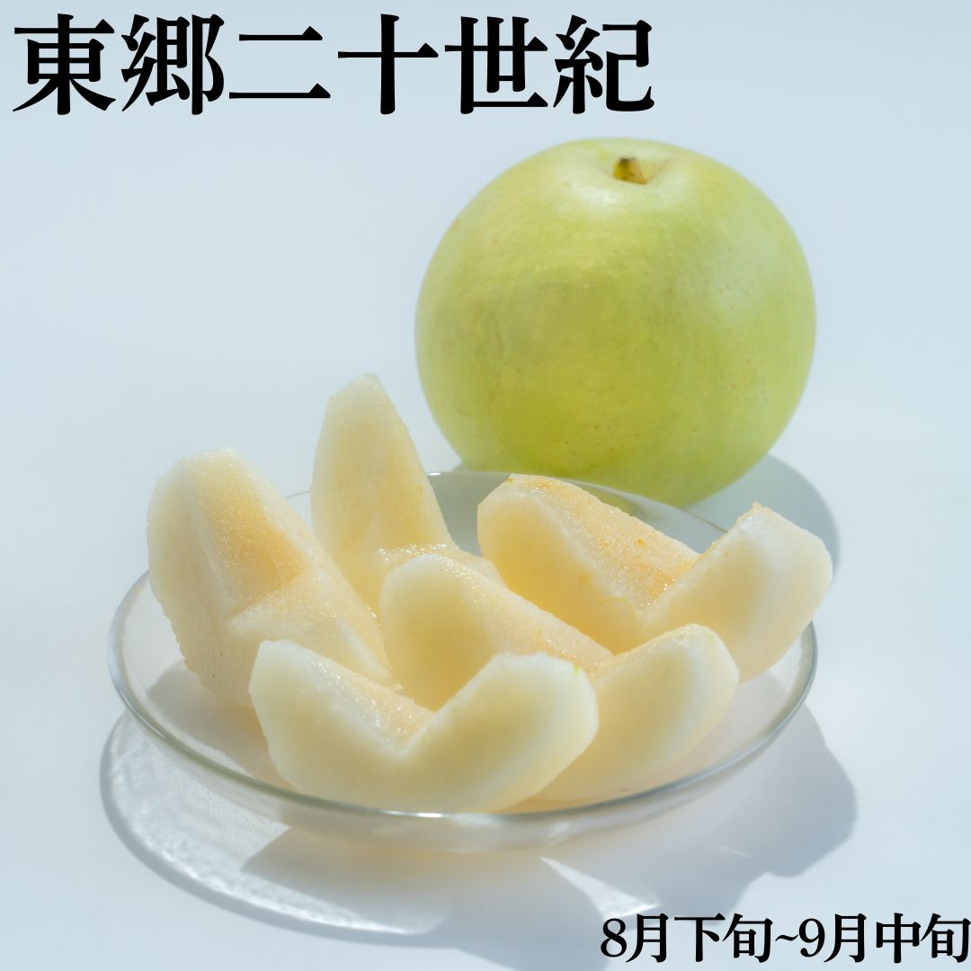 【ふるさと納税】梨 なし 二十世紀梨 5kg 3kg 2kg 東郷 | 二十世紀 鳥取県 湯梨浜町 果物 フルーツ 特産品 送料無料 2026年 先行予約 先行受付