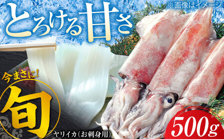 ヤリイカ お刺身用 500g  小分け 刺身 いか イカ ヤリイカ[WAD053]