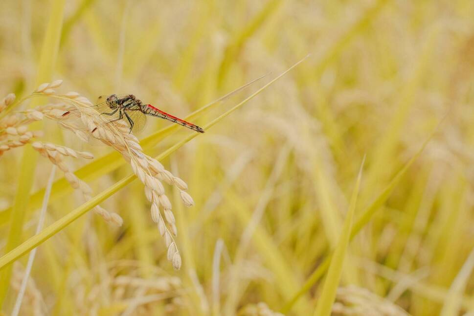 令和7年産 魚沼産コシヒカリ「亀福 慣行栽培米」10kg(5kg×2袋) 新潟県 津南町 株式会社亀福 155399-008