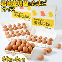 【ふるさと納税】【6か月定期便】君嶋養鶏園のたまご Lサイズ 60個（55個＋割れ補償5個）×6ヶ月 計360個 | 定期便 6ヶ月 6か月 6ヵ月 卵 玉子 たまご 赤卵 赤たまご 生卵 国産 濃厚 鶏卵 コク 旨味※着日指定不可