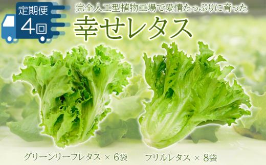 
野菜 詰め合わせ 定期便 4回 セット レタス 計14個 サラダ グリーンリーフレタス 6個 フリルレタス 8個 水耕栽培 幸せレタス
