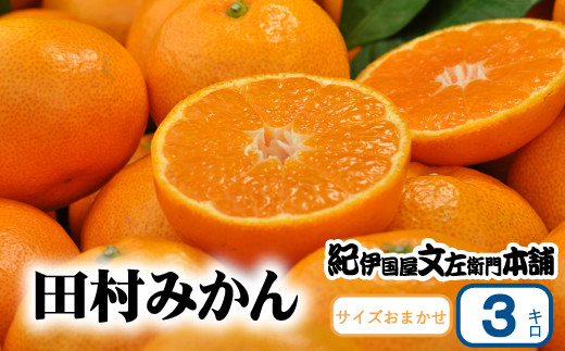 【予約受付】田村みかん 特選ギフト品 3kg サイズおまかせ 赤秀/紀州和歌山有田郡湯浅町田村地区産 ◆2024年11月下旬～2025年1月中旬頃に発送(お届け日指定不可)【sgtb308A】