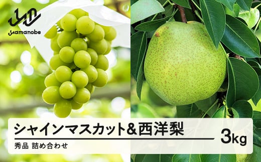 《先行予約》シャインマスカット 秀品 & 西洋梨 詰め合わせ 3kg 令和7年産 2025年産 果物 梨 洋梨 ※沖縄・離島への配送不可　ns-fssyx3
