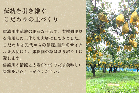 【2026年先行予約】【贈答用】幻の洋梨 ル・レクチェ2kg （5〜7玉） 《12月上旬から順次発送》