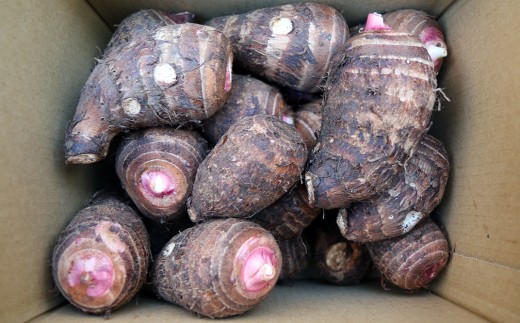 ほっくり美味しい♪化学合成農薬等不使用のサトイモ（赤芽）約3.5kg