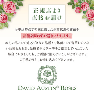 【 イングリッシュローズ 】 デビッド・オースチン つるバラ鉢苗（バラ専用肥料付） 花 バラ 薔薇 ばら インテリア ガーデニング フラワー つるバラ鉢苗 鉢苗 植物 薔薇苗 フラワー 初心者【025