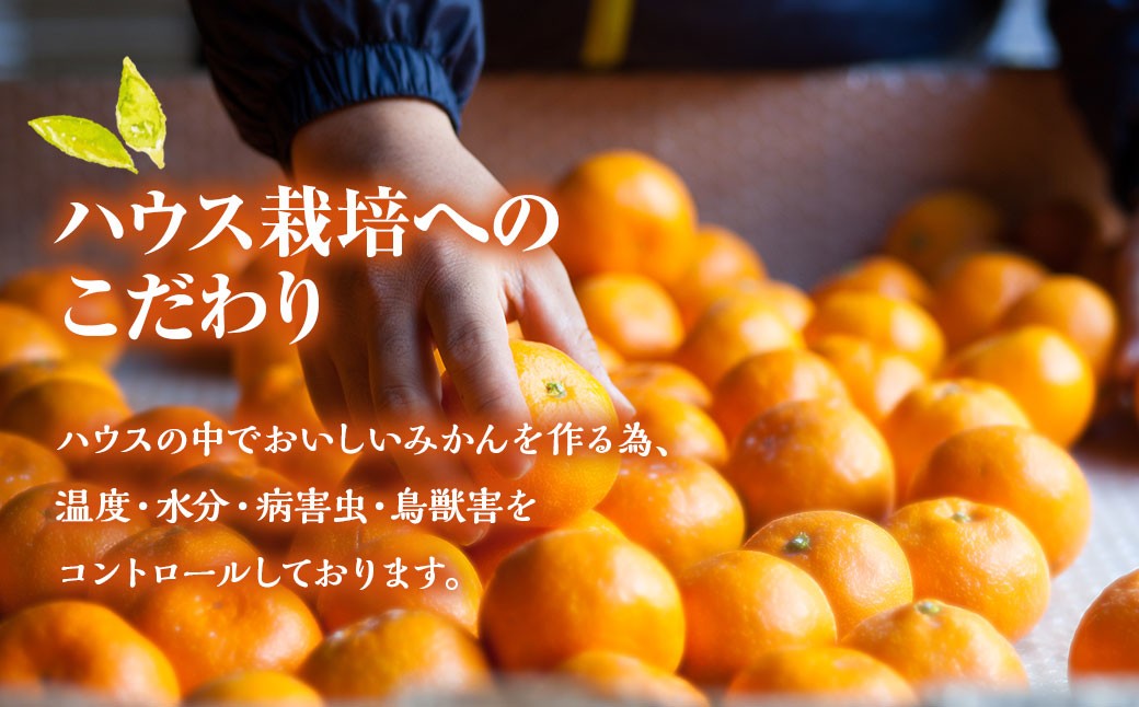 先行予約 ハウス完熟早生みかん 約5キロ箱 フルーツ 果物 くだもの ミカン