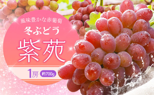 【2025年先行予約】冬ぶどう「紫苑」1房約700g 環山堂株式会社《2025年10月下旬-12月上旬頃出荷》岡山県 浅口市 冬ぶどう ぶどう 果物 フルーツ 送料無料【配送不可地域あり】