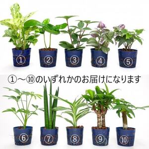 リトルフィット黒角3個セット【オススメの観葉植物でお届け】【1504078】