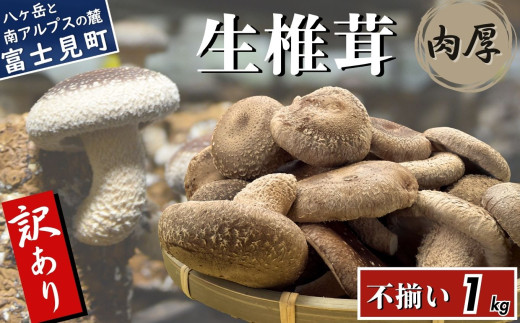訳あり 肉厚 生しいたけ 1kg 八ヶ岳山麓育ち 国産 朝採れ 安心安全 農薬不使用 ハウス栽培 芳醇な香り 形不揃い 椎茸 信州
