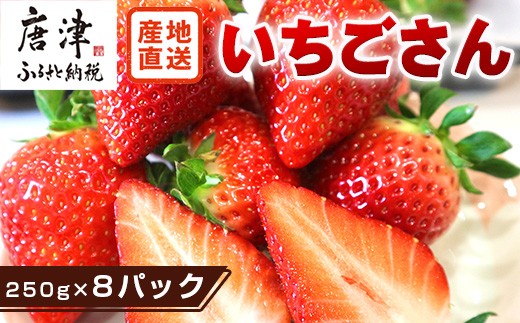 
                  『先行予約』【令和9年3月より順次発送】唐津産 いちごさん 約250g×8パック(合計約2kg) 濃厚いちご 苺 イチゴ 果物 フルーツ
                