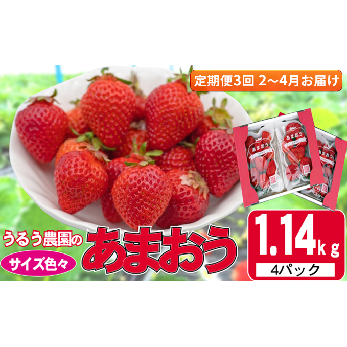 定期便 3回 いちご 発送時期 2025年2月～4月 うるう農園のあまおう サイズ色々 4パック 約1.14kg 配送不可 離島 果物類 フルーツ 安心 安全 美味しい 食べやすい 