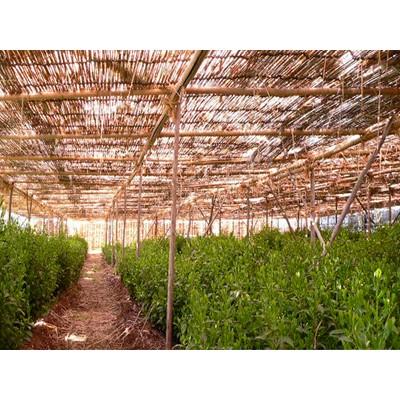 ふるさと納税 宇治市 森半 京の現代名工 吉田利一作 宇治玉露100g |  | 02