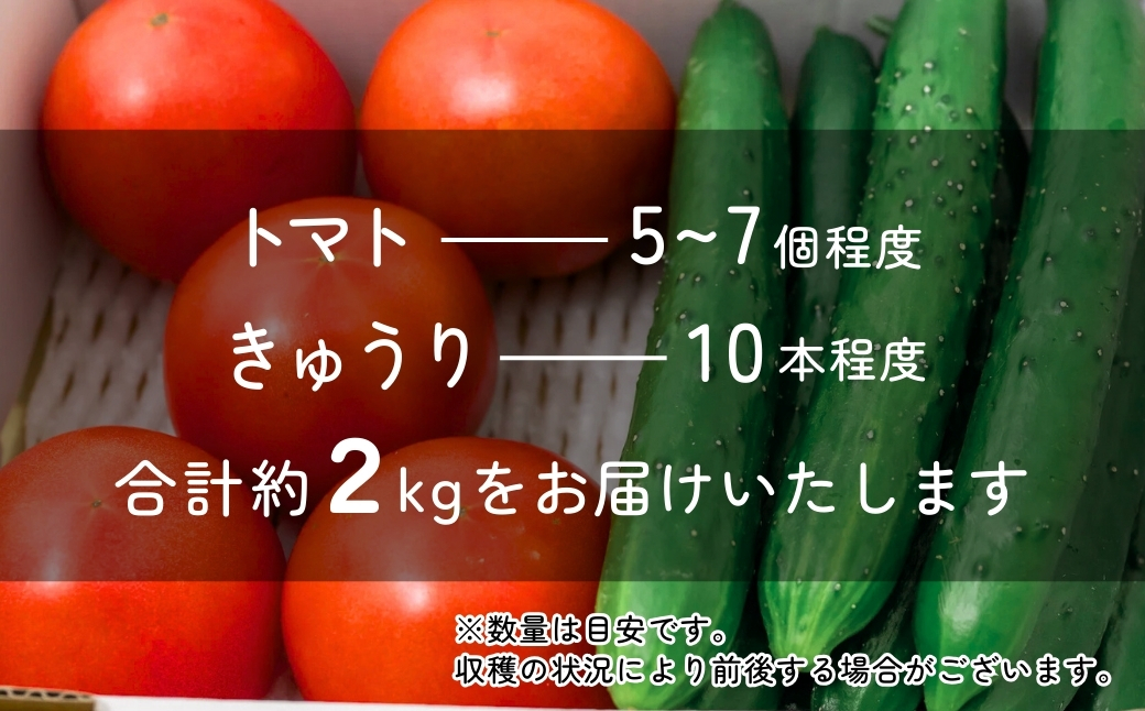 トマト きゅうりセット 計約2kg | とまと キュウリ tomato 胡瓜 国産 野菜 野菜セット 旬の野菜 野菜詰め合わせ 詰め合わせ つめあわせ 旬 季節限定 産直 産地直送 新鮮 採れたて 獲れたて 産地直送 ベジタブル ヘルシー 健康 北本産 JA 地場物産館 桜国屋 埼玉県 北本市