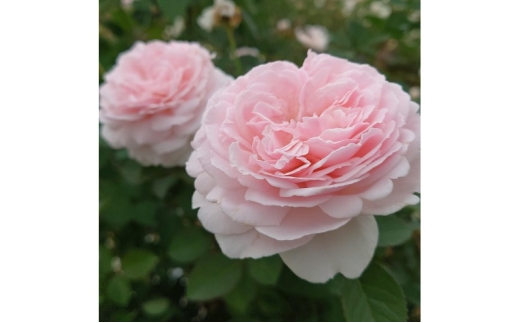 【Apple Roses】バラ苗 『いのり』 大苗6号ポット植え[52211051]