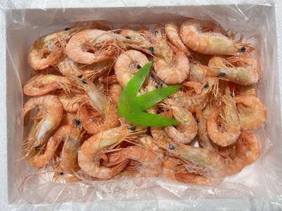 瀬戸内海産 ボイル スクモエビ 600g