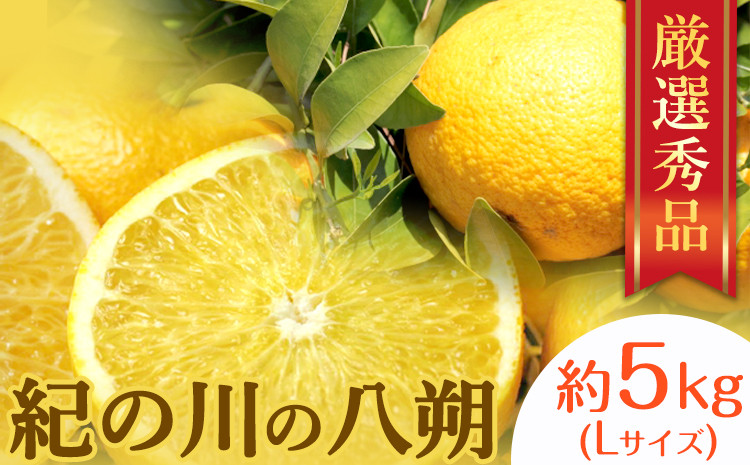 
            秀品 紀の川の八朔 約5kg Lサイズ 厳選 はっさく 柑橘《1月下旬-3月中旬頃出荷》 紀の川市厳選館 和歌山県 紀の川市 フルーツ 果物
          