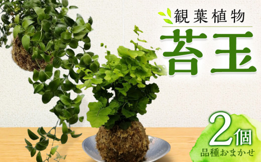 
観葉植物 苔玉 2個セット (品種おまかせ)_M238-003
