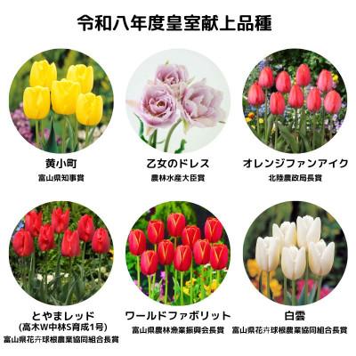 ふるさと納税 砺波市 チューリップ球根 皇室献上品種セット |  | 01