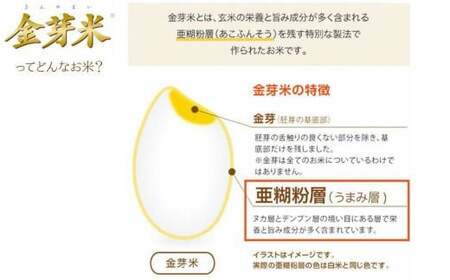BG無洗米・金芽米きぬむすめ 10kg （5kg×2袋）計量カップ無し【令和7年産 節水 健康 ビタミン ミネラル つや お弁当 おいしい うまみ 甘み ふっくら 簡単 島根県 安来市】【価格改定】【