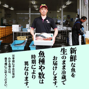 鮮魚便 獲れたて 3～6匹 刺し身 ＼ 刺し身 ／