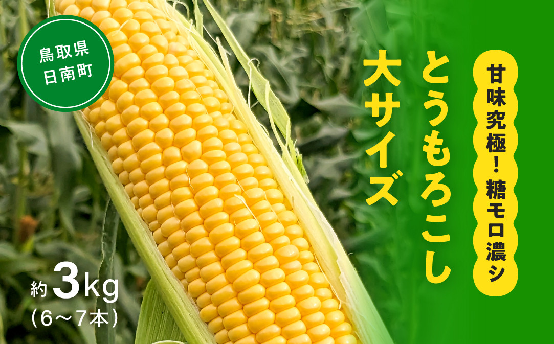 
甘味究極！ 糖モロ濃シ 大サイズ 3kg(6～7本)【とうもろこし】朝どれ直送 スイートコーン 産地直送 【配送不可地域：北海道・東北・沖縄・離島】 鳥取県日南町 星の農園
