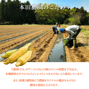 【本田農園】ミトレル朝どれトウモロコシ【とうもろこし コーン 野菜 新鮮 期間限定 朝採れ 糖度 お取り寄せ 旬 旬野菜 水戸市 茨城県】（JN-1）