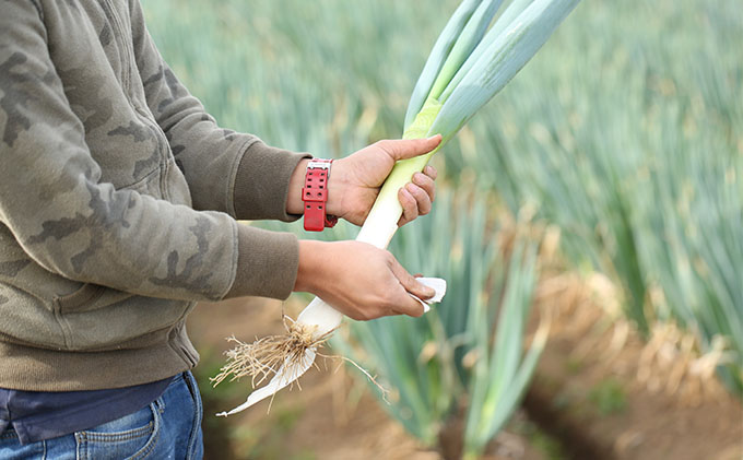 おとなりさんち厳選！浜松から鮮度抜群！旬の野菜BOX【定期便3か月分】【配送不可：沖縄・離島】