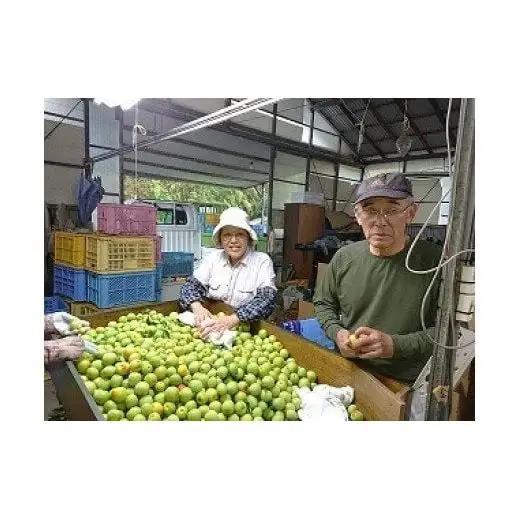 梅干し 訳あり 【やぶれ梅】1.3キロ 南高梅 つぶれ梅 くずれ梅  ／ ひらそ農園の梅干し 1.3kg（塩分約13%） ＜004-111＞