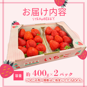 【2027年1月より順次発送】 いちご さちのか 大粒 約800g (約400g×2パック) いちご 