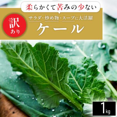 ふるさと納税 磐田市 【訳あり】ソフトケール 1kg【TV紹介で大好評】おいしさで、ケールに革命を。