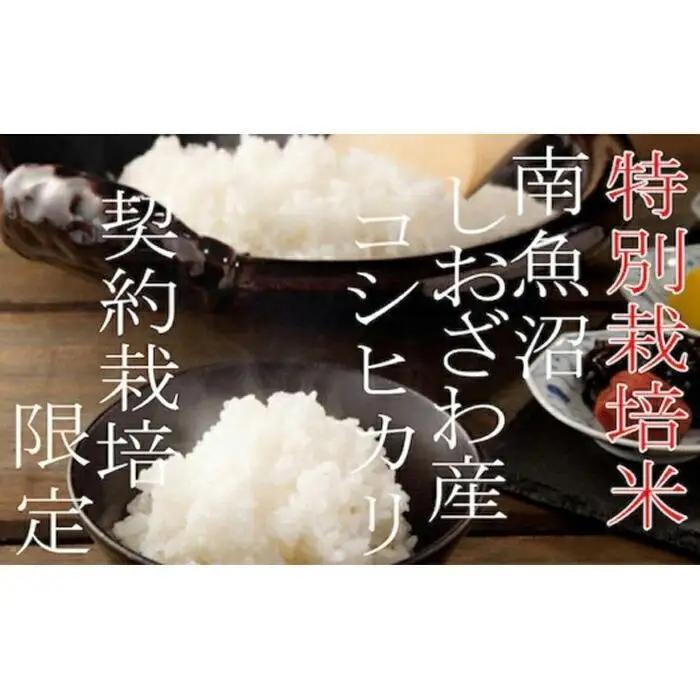 【令和7年産】【定期配送２Kg×3ヶ月】特別栽培 生産者限定  南魚沼しおざわ産コシヒカリ【定期便 銘柄米 ブランド米 精米 こしひかり コシヒカリ 魚沼産 新潟米 産地直送 お米 米 こめ コメ ご飯 御飯 ごはん】