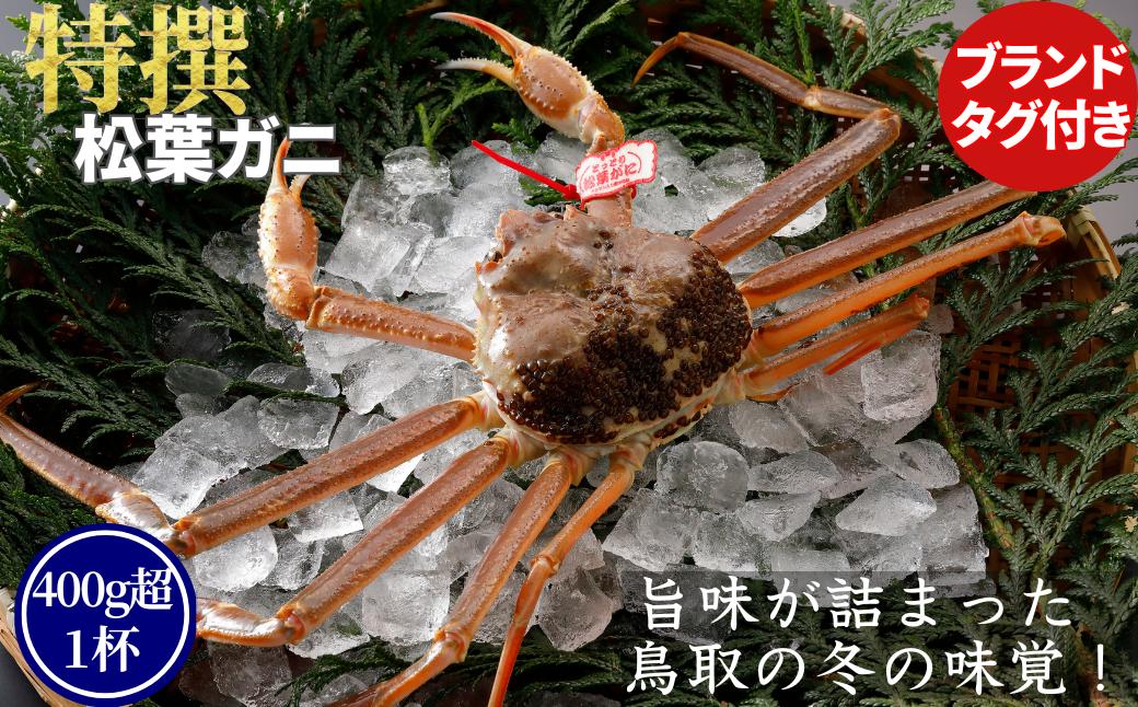 
            【活物】特撰 松葉がに（タグ付き）400g超 お手頃サイズ　1杯
          