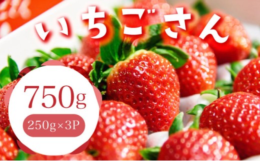 佐賀産 いちごさん3パック【41nf-008】