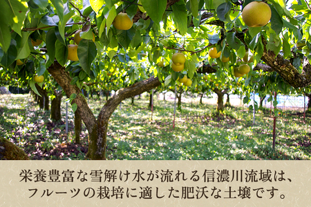 【2024年先行予約】新潟県産 和梨 あきづき 3kg（6～9玉）《9月中旬以降発送》 果物 フルーツギフト 秋の味覚 加茂市 梨工房みつば会