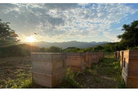 愛媛県西条市産「石鎚養蜂の百花はちみつ」（2個）