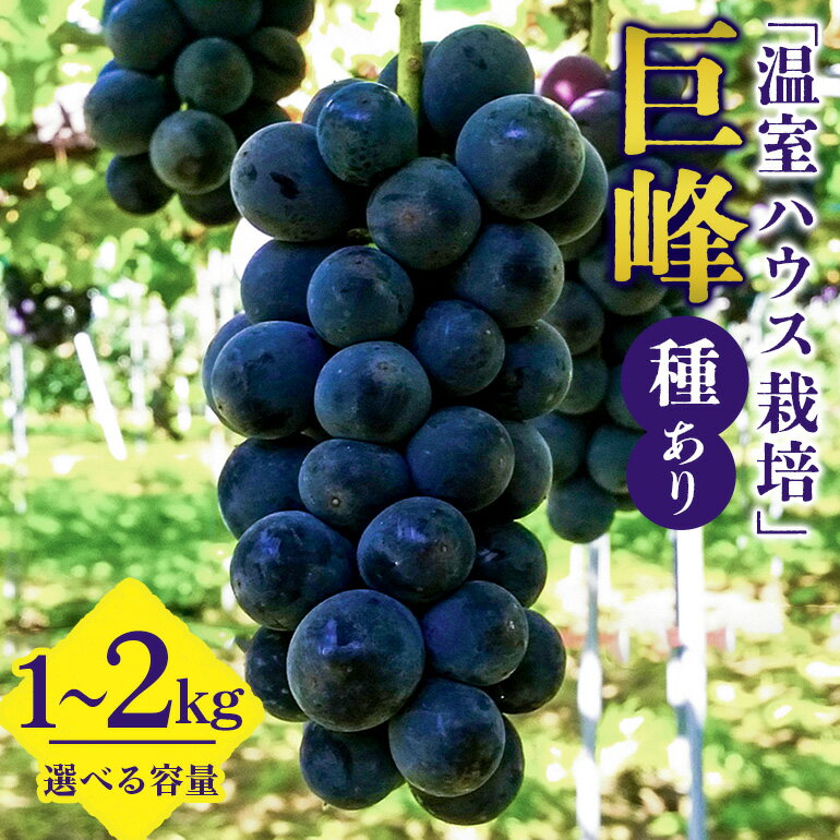 【ふるさと納税】【 2025年 先行予約 】 「温室ハウス栽培」 巨峰 1kg 2kg（ 種あり ） 久家ぶどう園 2房 4房 ～ 5房ぶどう ブドウ 有機 肥料 ハウス 栽培 国産 果物 くだもの 葡萄 フルーツ 1キロ 7月 発送 夏 旬 品種 産地直送 産直 農家直送 冷蔵 茨城県 石岡市 送料無料