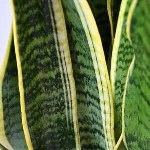 観葉植物 サンスベリア・ローレンティー 8号鉢(鉢カバーなし)【配送不可地域：離島・沖縄県】【1707582】