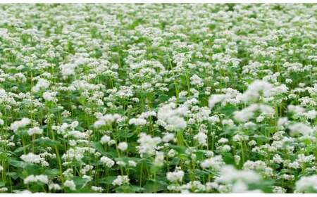 土川蕎麦物語 200g×20袋 家庭用 ／ 蕎麦 ソバ 玄そば 乾麺 道の駅にしね