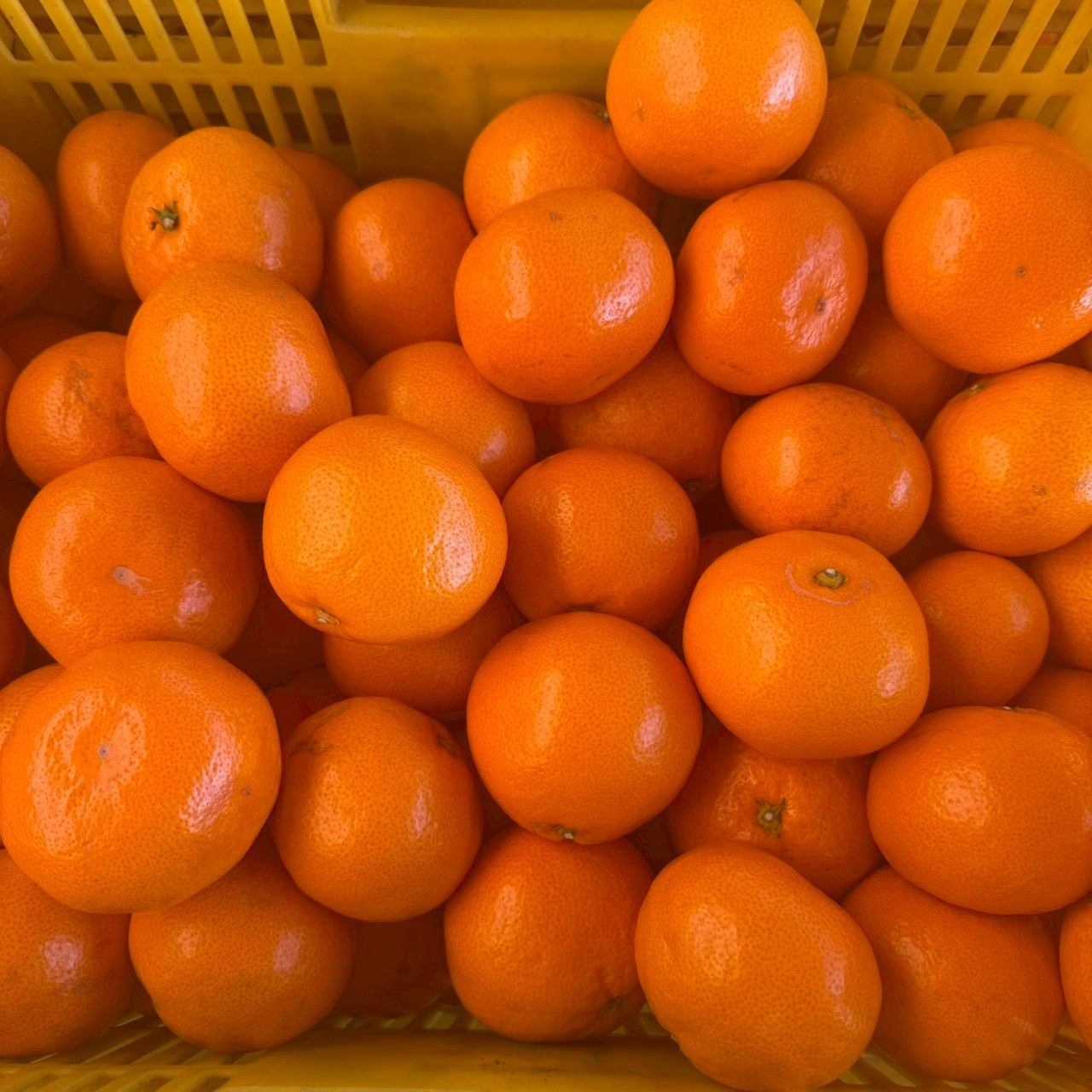 大粒有田みかん 1kg (約7個～8個) DJ041_イメージ3