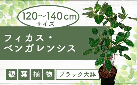 2026年1月中旬～発送 観葉植物 フィカス・ベンガレンシス 一本立ち ブラック 大鉢 T&P 110-1458 観葉植物