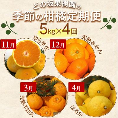 ふるさと納税 日高町 【発送月固定定期便】季節の柑橘定期便(ゆら早生みかん・完熟みかん・不知火・はるかみかん)全4回