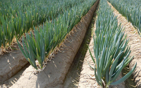 深谷の食材に良く合う調味料堪能セット（深谷ロメスコソース 3本／POKENEGI ねぎ塩コショウ味・ねぎ塩和風味・ねぎ塩レモン味 各1本）　【11218-0889】